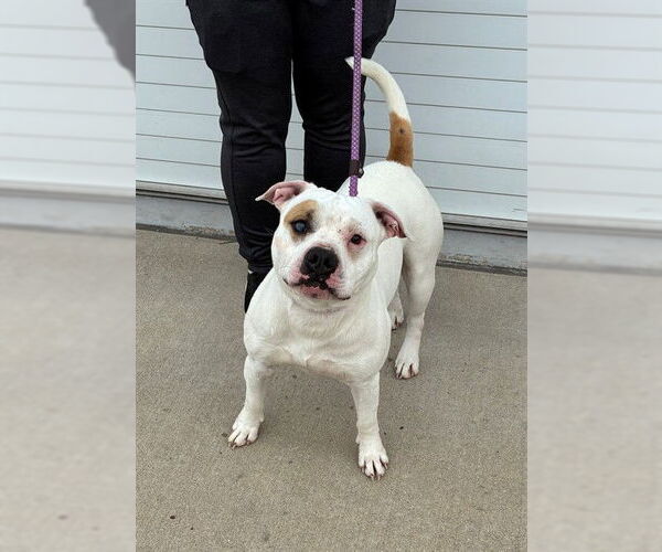 Medium Photo #1 Staffordshire Bull Terrier-Unknown Mix Puppy For Sale in Louisville, KY, USA