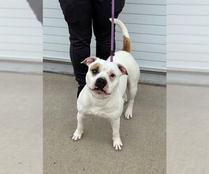 Staffordshire Bull Terrier-Unknown Mix Dogs for adoption in Louisville, KY, USA