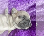 Small Photo #4 French Bulldog Puppy For Sale in PUEBLO, CO, USA