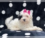 Small Photo #18 Maltipoo Puppy For Sale in LAKELAND, FL, USA