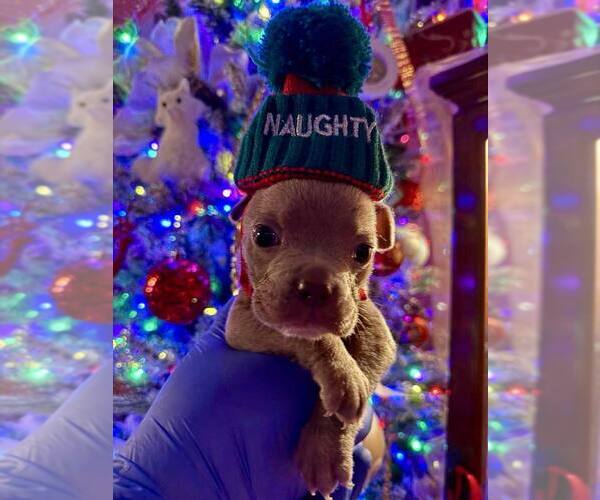 Medium Photo #1 Mutt Puppy For Sale in New York, NY, USA