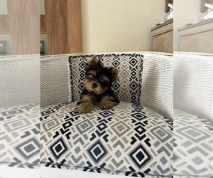 Yorkshire Terrier Puppy for sale in ROSEMOUNT, MN, USA