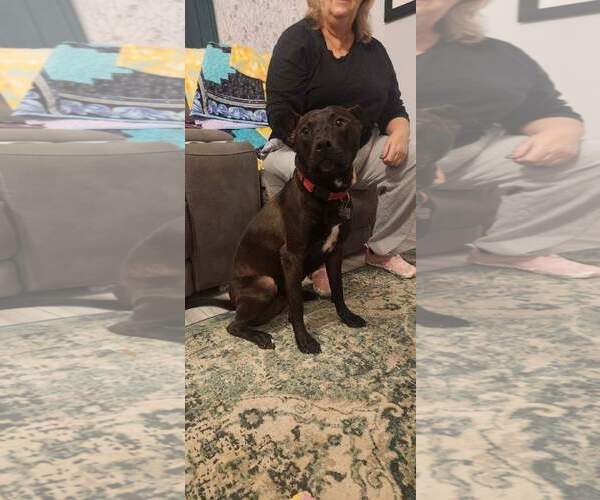 Medium Photo #5 Mutt Puppy For Sale in Holly Springs, NC, USA