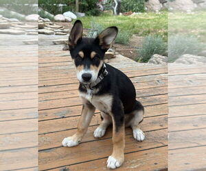 Mutt Dogs for adoption in Sandy, UT, USA