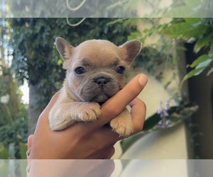 French Bulldog Puppy for sale in DISCOVERY BAY, CA, USA