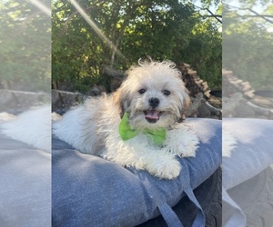ShihPoo Puppy for Sale in INDIANAPOLIS, Indiana USA