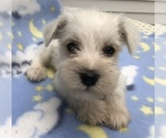Small Photo #7 Schnauzer (Miniature) Puppy For Sale in GOSHEN, IN, USA