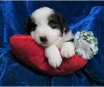 Small Photo #1 Miniature Australian Shepherd Puppy For Sale in HARTVILLE, MO, USA