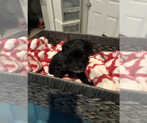 Medium Photo #1 Morkie-Poodle (Toy) Mix Puppy For Sale in WHITE OAK, GA, USA