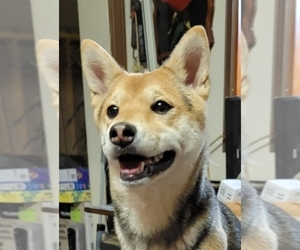 Shiba Inu Puppy for sale in MANITO, IL, USA