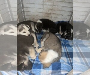 German Shepherd Dog-Siberian Husky Mix Puppy for sale in MACY, NE, USA
