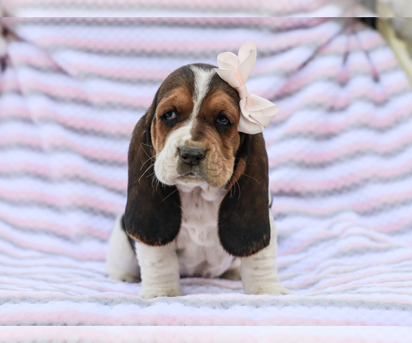Medium Photo #2 Basset Hound Puppy For Sale in LIBERTY, KY, USA