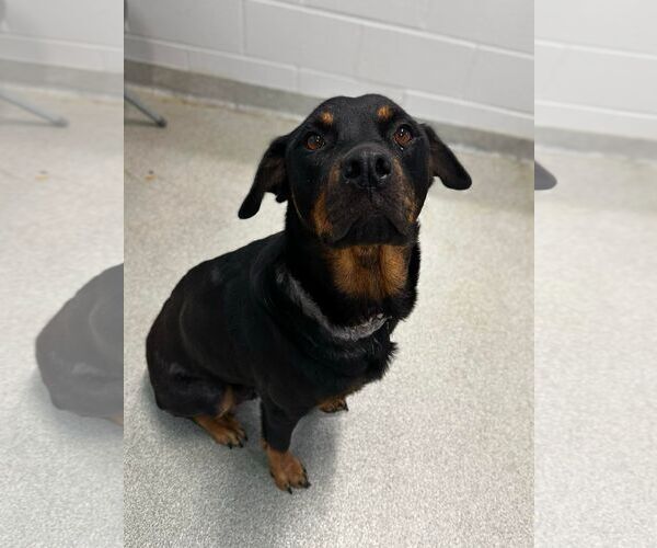 Medium Photo #11 Rottweiler-Unknown Mix Puppy For Sale in Cary, NC, USA