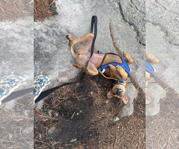 Medium Photo #3 Doberman Pinscher-Unknown Mix Puppy For Sale in Randleman , NM, USA