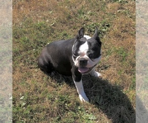 Mother of the Boston Terrier puppies born on 06/24/2021