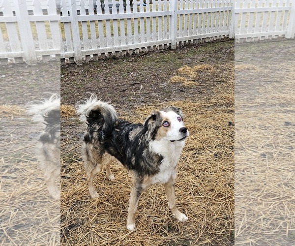 Medium Photo #2 Border-Aussie Puppy For Sale in Columbus, IN, USA