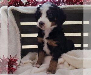 Bernedoodle-Poodle (Miniature) Mix Puppy for sale in FORT PLAIN, NY, USA