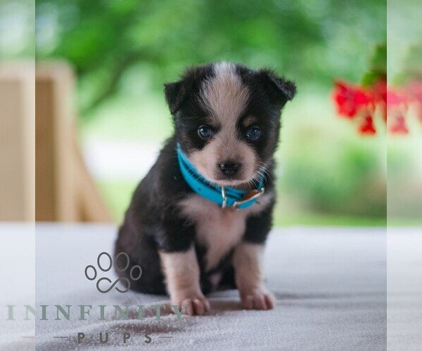 Medium Photo #1 Miniature Australian Shepherd Puppy For Sale in REBERSBURG, PA, USA