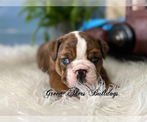 English Bulldog Puppy for sale in OOLOGAH, OK, USA