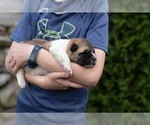 Small Photo #5 Akita Puppy For Sale in WATERBURY, CT, USA