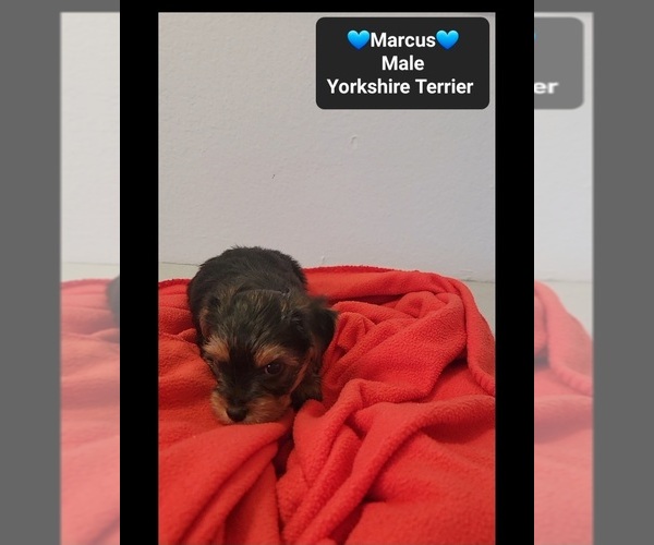 Medium Photo #3 Yorkshire Terrier Puppy For Sale in TUCSON, AZ, USA
