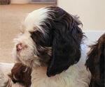 Small #3 Cocker Spaniel