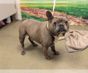 French Bulldog-Unknown Mix Dogs for adoption in Moreno Valley, CA, USA