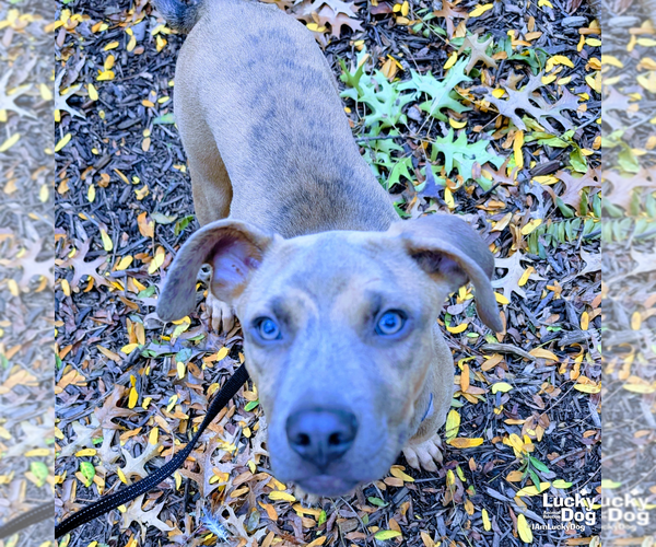 Medium Photo #6 Boxer-Unknown Mix Puppy For Sale in Washington, DC, USA