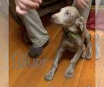 Small Photo #5 Weimaraner Puppy For Sale in CORNELIUS, OR, USA