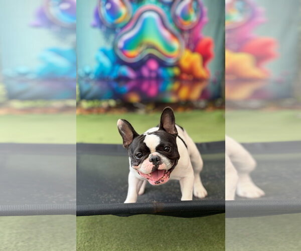 Medium Photo #1 French Bulldog Puppy For Sale in Miami, FL, USA