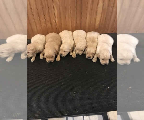 Medium Photo #4 Golden Retriever Puppy For Sale in STOKESDALE, NC, USA
