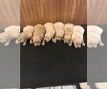 Small Photo #4 Golden Retriever Puppy For Sale in STOKESDALE, NC, USA