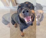 Small Photo #1 Rottweiler Puppy For Sale in San Antonio, TX, USA