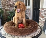 Small #3 Golden Retriever