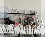 Small Photo #1 French Bulldog Puppy For Sale in GLEN BURNIE, MD, USA