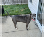 Small American Pit Bull Terrier-Catahoula Leopard Dog Mix