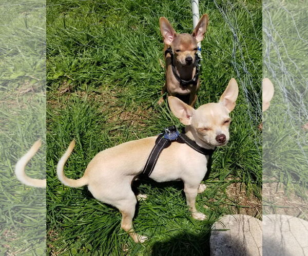 Medium Photo #16 Chihuahua Puppy For Sale in Oakhurst, NJ, USA