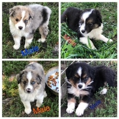 Australian Shepherd Puppy for sale in MARYVILLE, MO, USA