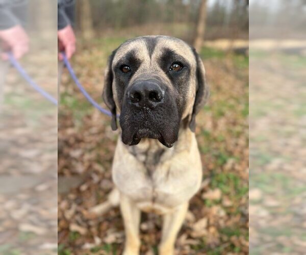 Medium Photo #6 Mastiff Puppy For Sale in New York, NY, USA