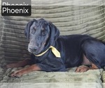 Small #1 Doberman Pinscher
