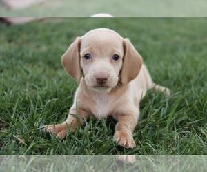 Dachshund Puppy for sale in ORO VALLEY, AZ, USA