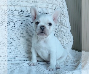 French Bulldog Puppy for sale in MIAMI, FL, USA
