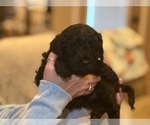 Small Photo #3 Australian Labradoodle Puppy For Sale in MOUNT JACKSON, VA, USA