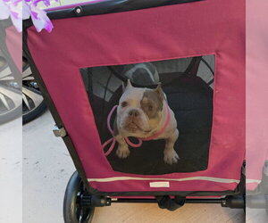 Samba - Female Bulldog-Unknown Mix Dog for Adoption - Photo #5