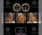 Puppy Lala AKC Poodle (Toy)