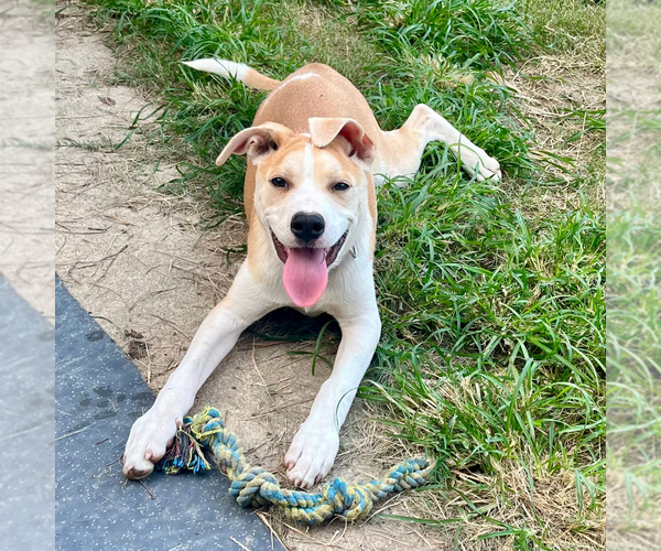 Medium Photo #4 American Pit Bull Terrier-Unknown Mix Puppy For Sale in Calhoun, GA, USA