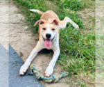 Small #3 American Pit Bull Terrier Mix
