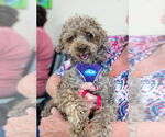 Small #22 Poodle (Miniature) Mix