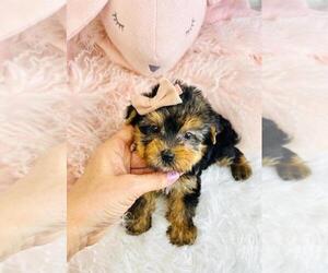 Medium Biewer Terrier