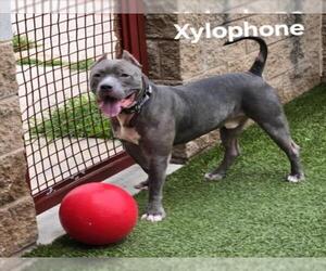 American Pit Bull Terrier Dogs for adoption in Derwood, MD, USA